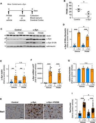 Harnessing IGF-1 and IL-2 as biomarkers for calcineurin activity to tailor optimal FK506 dosage in α-synucleinopathies